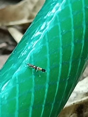 Cosmopterix pulchrimella