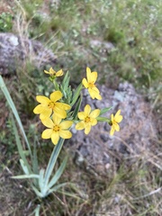 Sisyrinchium palmifolium