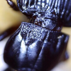 Pterostichus minor