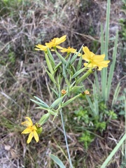 Sisyrinchium palmifolium