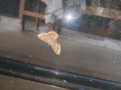 Erastria decrepitaria