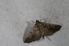 Ceratarcha umbrosa