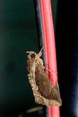 Ercheia cyllaria