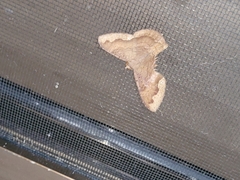 Erastria decrepitaria