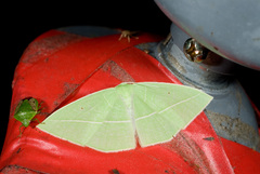 Tanaoctenia haliaria