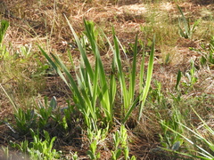 Sisyrinchium palmifolium