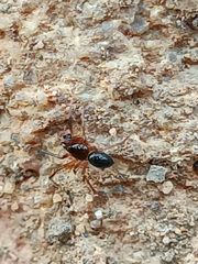 Euryopis episinoides