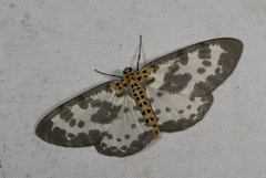 Percnia longitermen