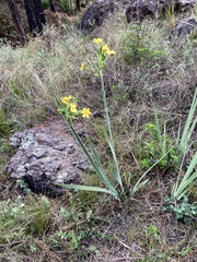 Sisyrinchium palmifolium