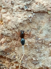 Euryopis episinoides