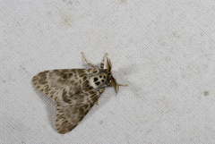 Lymantria mathura subpallida