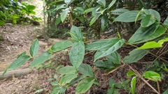 Urceola micrantha