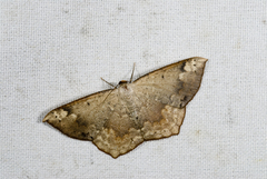 Peratostega deletaria