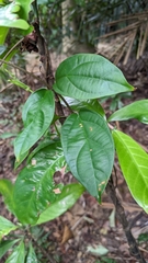 Urceola micrantha