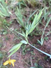Sisyrinchium palmifolium