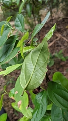 Urceola micrantha