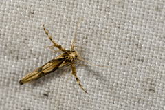 Stathmopoda stimulata
