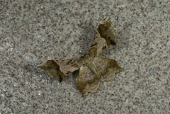 Krananda oliveomarginata