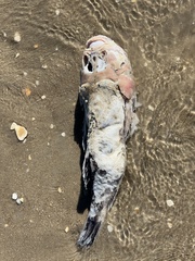 Astroscopus y-graecum