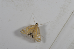 Eoophyla conjunctalis