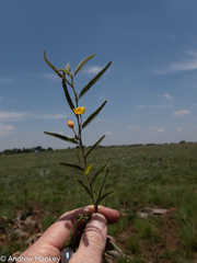 Chamaecrista mimosoides