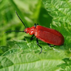 Pyrochroa serraticornis