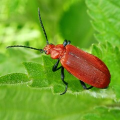 Pyrochroa serraticornis