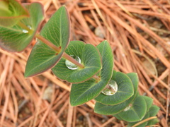 Hypericum connatum
