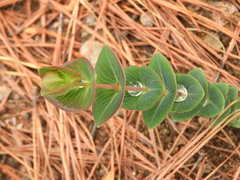 Hypericum connatum