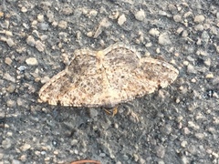 Geometridae