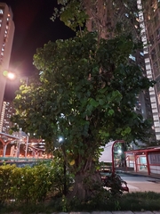 Ficus benjamina