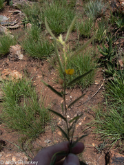 Chamaecrista mimosoides