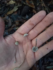 Mycena seynii