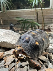 Chelonoidis carbonarius
