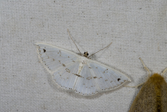 Derambila dentifera