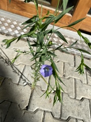 Linum usitatissimum