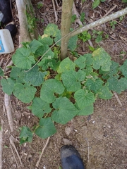Cucumis sativus