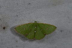 Argyrocosma inductaria