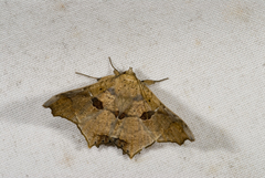 Semiothisops macariata