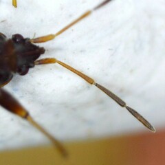 Scolopostethus puberulus