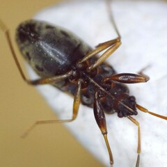 Scolopostethus puberulus