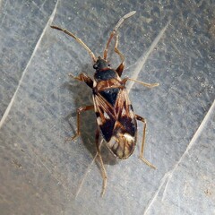 Scolopostethus puberulus