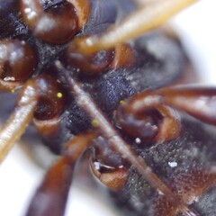 Scolopostethus puberulus