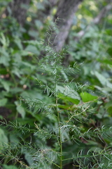 Asparagus schoberioides
