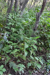 Asparagus schoberioides