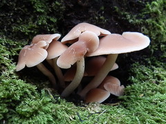 Psathyrella conissans