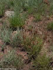 Bulbine capitata