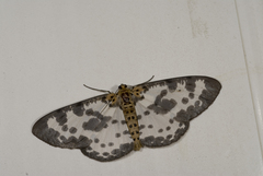 Percnia longitermen