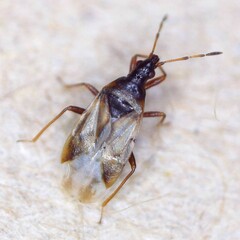 Anthocoris limbatus