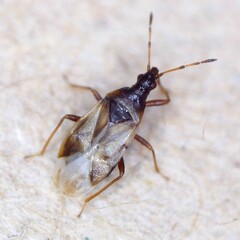 Anthocoris limbatus
